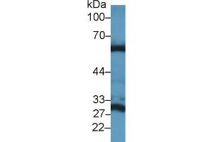 Western Blot; Sample: Mouse Liver lysate; Primary Ab: 1µg/ml Rabbit Anti-Mouse GLS2 Antibody Second Ab: 0. (GLS2 antibody  (AA 154-479))