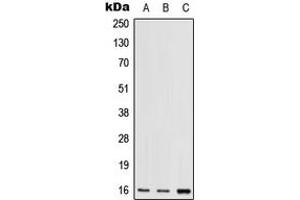 Western blot analysis of RPS17 expression in HEK293T (A), mouse lung (B), rat lung (C) whole cell lysates. (RPS17 antibody  (N-Term))