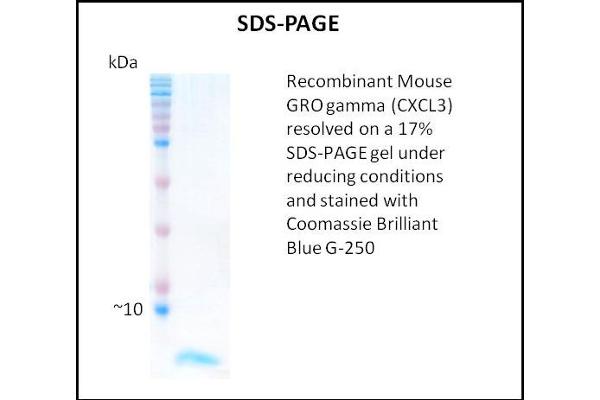 GRO gamma Protein