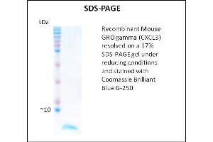 SDS-PAGE (SDS) image for Growth Regulated Oncogene gamma (GRO gamma) (Active) protein (ABIN5509446) (GRO gamma Protein)