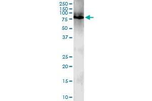Immunoprecipitation of ZNF131 transfected lysate using anti-ZNF131 MaxPab rabbit polyclonal antibody and Protein A Magnetic Bead , and immunoblotted with ZNF131 purified MaxPab mouse polyclonal antibody (B01P) . (ZNF131 antibody  (AA 1-510))