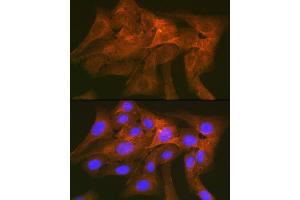 Immunofluorescence analysis of U-2 OS cells using CD172a/SIRPα Rabbit mAb (ABIN7270316) at dilution of 1:100 (40x lens). (SIRPA antibody)
