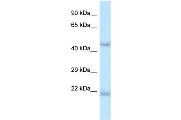 ONECUT1 antibody  (C-Term)