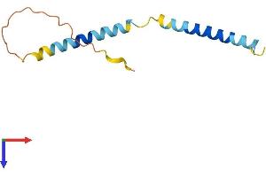 AlphaFold protein structure predicition of Mouse Recombinant Tceal9 Protein, UniprotID Q9DD24 (WW Domain Binding Protein 5 (WBP5) (AA 1-104) protein (His tag))