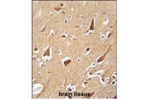 ZFYVE28 antibody (C-term) (ABIN654534 and ABIN2844252) immunohistochemistry analysis in formalin fixed and paraffin embedded human brain tissue followed by peroxidase conjugation of the secondary antibody and DAB staining. (ZFYVE28 antibody  (C-Term))