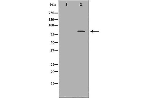 C10orf2 antibody  (C-Term)