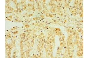 Immunohistochemistry of paraffin-embedded human adrenal gland tissue using ABIN7152819 at dilution of 1:100 (FGF6 antibody  (AA 38-208))
