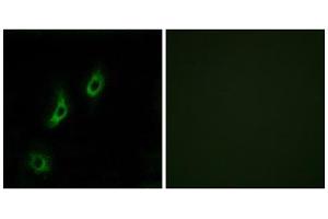 Immunofluorescence analysis of COS-7 cells, using OR4L1 antibody. (OR4L1 antibody  (C-Term))
