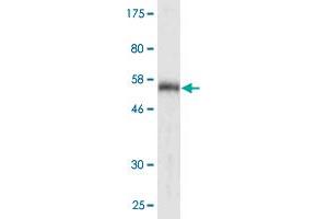 Western Blot detection against Immunogen (58. (CDK2 antibody  (AA 1-298))