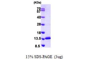 SDS-PAGE (SDS) image for Small Nuclear Ribonucleoprotein Polypeptide E (SNRPE) (AA 1-92) protein (His tag) (ABIN667355)