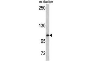 Western blot analysis of OGT antibody (C-term) in mouse bladder tissue lysates (35ug/lane). (OGT antibody  (C-Term))