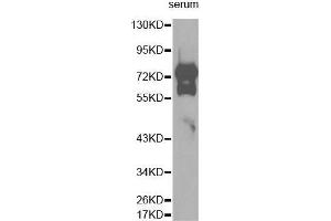 Western Blotting (WB) image for anti-Vitronectin (VTN) (AA 364-478) antibody (ABIN3022358) (Vitronectin antibody  (AA 364-478))