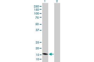 Western Blot analysis of PGF expression in transfected 293T cell line by PGF MaxPab polyclonal antibody. (PLGF antibody  (AA 1-170))