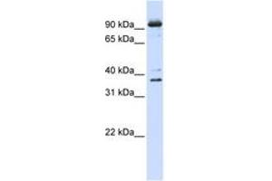 Image no. 1 for anti-Nuclear Cap Binding Protein Subunit 1, 80kDa (NCBP1) (N-Term) antibody (ABIN6742972)