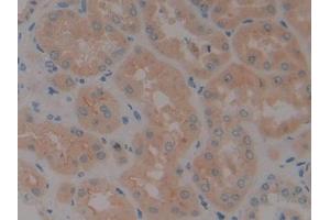 DAB staining on IHC-P; Samples: Human Kidney Tissue (Neurotrophin 4 antibody  (AA 81-210))
