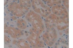 DAB staining on IHC-P; Samples: Human Kidney Tissue (Neurotrophin 4 antibody  (AA 81-210))