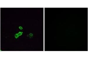 Immunofluorescence analysis of MCF7 cells, using OR5U1 Antibody. (OR14J1 antibody  (AA 272-321))