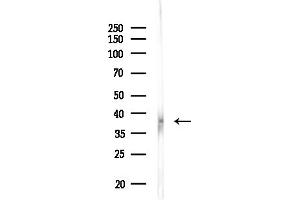 Western blot analysis of lysates from Rat liver, using OR5M9 Antibody at 1/1000 dilution.