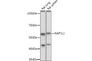 Western blot analysis of extracts of various cell lines, using NL1 Rabbit mAb (ABIN7269060) at 1:1000 dilution. (NAP1L1 antibody)