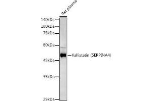Western blot analysis of extracts of various cell lines, using Kallistatin (SERPIN) Rabbit pAb antibody (ABIN6131346, ABIN6147573, ABIN6147574 and ABIN6223161) at 1:500 dilution.