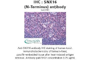 Image no. 3 for anti-Sorting Nexin 16 (SNX16) (N-Term) antibody (ABIN1739488) (SNX16 antibody  (N-Term))