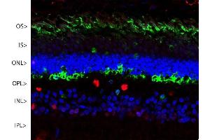 Confocal image of a pig retina stained with ABIN1580413 (green). (SAG antibody)
