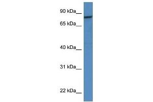 Western Blot showing CAPN1 antibody used at a concentration of 1 ug/ml against HT1080 Cell Lysate (CAPNL1 antibody  (Middle Region))