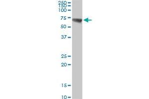 CBS MaxPab rabbit polyclonal antibody.