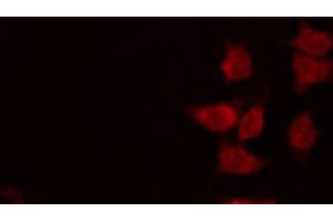 ABIN6267017 staining RAW264. (RNF14 antibody  (N-Term))