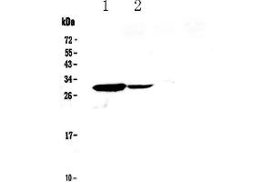 Western blot analysis of IL17C using anti-IL17C antibody . (IL17C antibody  (AA 19-197))