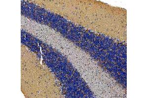 IHC analysis of SLC6A1 using anti-SLC6A1 antibody (ABIN5518957). (SLC6A1 antibody  (N-Term))