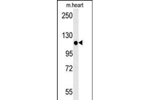 KIF24 Antibody (N-term) (ABIN651907 and ABIN2840447) western blot analysis in mouse heart tissue lysates (15 μg/lane).
