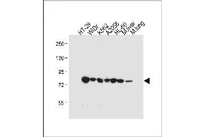 All lanes : Anti-GUSB Antibody (Center) at 1:4000 dilution Lane 1: HT-29 whole cell lysate Lane 2: WiDr whole cell lysate Lane 3: K562 whole cell lysate Lane 4:  whole cell lysate Lane 5: HL-60 whole cell lysate Lane 6: Mouse liver tissue lysate Lane 7: Mouse lung tissue lysate Lysates/proteins at 20 μg per lane. (Glucuronidase beta antibody  (AA 335-362))