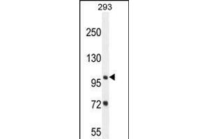 ZBTB10 Antibody (C-term) (ABIN654530 and ABIN2844249) western blot analysis in 293 cell line lysates (35 μg/lane). (ZBTB10 antibody  (C-Term))