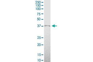 HMX1 MaxPab polyclonal antibody. (HMX1 antibody  (AA 1-348))