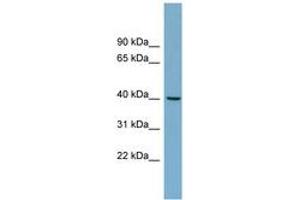 Image no. 1 for anti-Tripartite Motif Containing 63 (TRIM63) (AA 251-300) antibody (ABIN6743171) (TRIM63 antibody  (AA 251-300))
