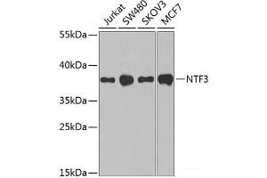 Western blot analysis of extracts of various cell lines using NTF3 Polyclonal Antibody at dilution of 1:1000. (Neurotrophin 3 antibody)