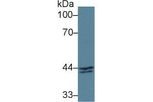Detection of INHbA in Human MCF7 cell lysate using Polyclonal Antibody to Inhibin Beta A (INHbA) (INHBA antibody  (AA 311-426))