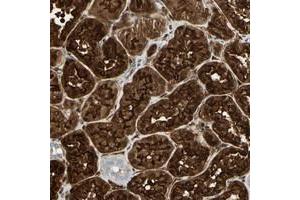 Immunohistochemical staining of human kidney with CLIC4 polyclonal antibody  shows strong nuclear and cytoplasmic positivity in cells in tubules at 1:20-1:50 dilution.