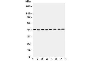Western blot testing of PGK1 antbody; Lane 1: rat liver;  2: (r) brain;  3: (r) lung; and human samples  4: A431;  5: COLO320;  6: HeLa;  7: A549;  8: Jurkat cell lysate. (PGK1 antibody  (Middle Region))