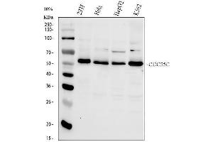 Western blot analysis of Cdc25C using anti-Cdc25C antibody (ABIN3042352). (CDC25C antibody  (AA 175-473))