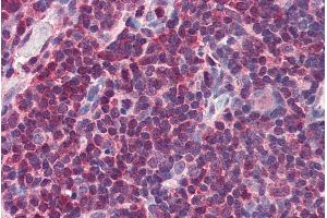 ABIN185406 (5µg/ml) staining of paraffin embedded Human Thymus. (MIF antibody  (C-Term))