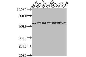 Western Blot Positive WB detected in: 293T whole cell lysate, MCF-7 whole cell lysate, 293 whole cell lysate, HepG2 whole cell lysate, PC-3 whole cell lysate, Hela whole cell lysate, K562 whole cell lysate All lanes: APCDD1 antibody at 1:1000 Secondary Goat polyclonal to rabbit IgG at 1/50000 dilution Predicted band size: 59 kDa Observed band size: 59 kDa (APCDD1 antibody  (AA 22-288))