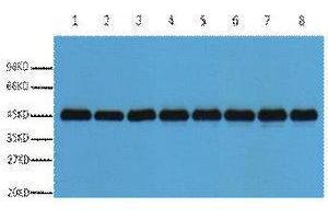 Western Blotting (WB) image for anti-Actin antibody (ABIN3181258) (Actin antibody)