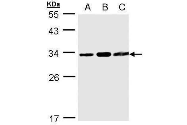 TATDN1 antibody  (Center)