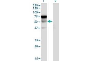 Western Blot analysis of LILRA2 expression in transfected 293T cell line by LILRA2 monoclonal antibody (M17), clone 3C7. (LILRA2 antibody  (AA 322-383))