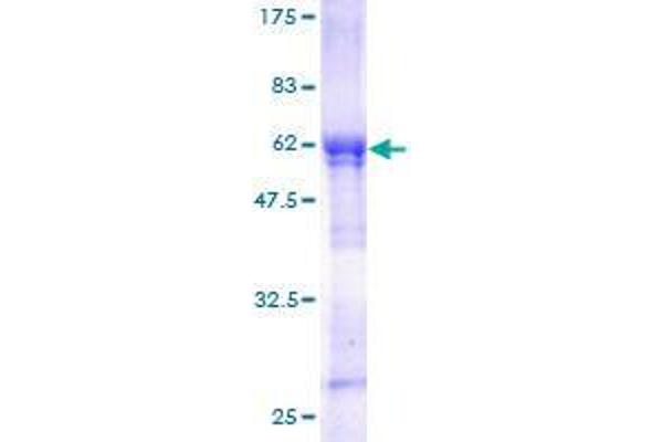 WDR6 Protein (AA 1-289) (GST tag)