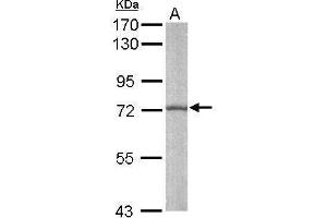 WB Image Sample (50 ug of whole cell lysate) A: Mouse brain 7. (ARNTL antibody)