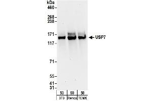 Western Blotting (WB) image for anti-Ubiquitin Specific Peptidase 7 (Herpes Virus-Associated) (USP7) (AA 1-50) antibody (ABIN7453454) (USP7 antibody  (AA 1-50))