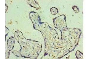 Immunohistochemistry of paraffin-embedded human placenta tissue using ABIN7164230 at dilution of 1:100 (PSG1 antibody  (AA 180-419))